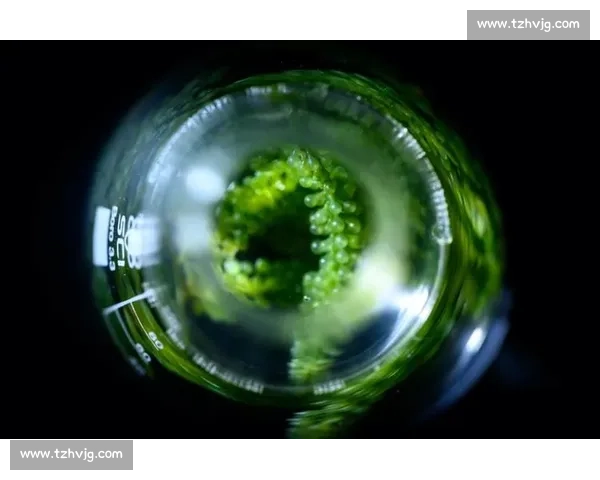 漂白技术的原理、应用与环境影响:探索未来可持续发展的方向